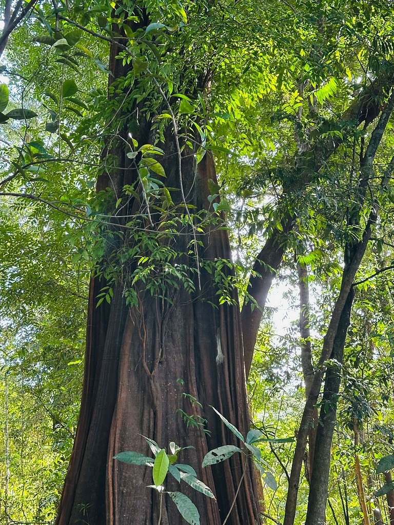 Casa ampla com jardim e 3 suítes em Novo Airão