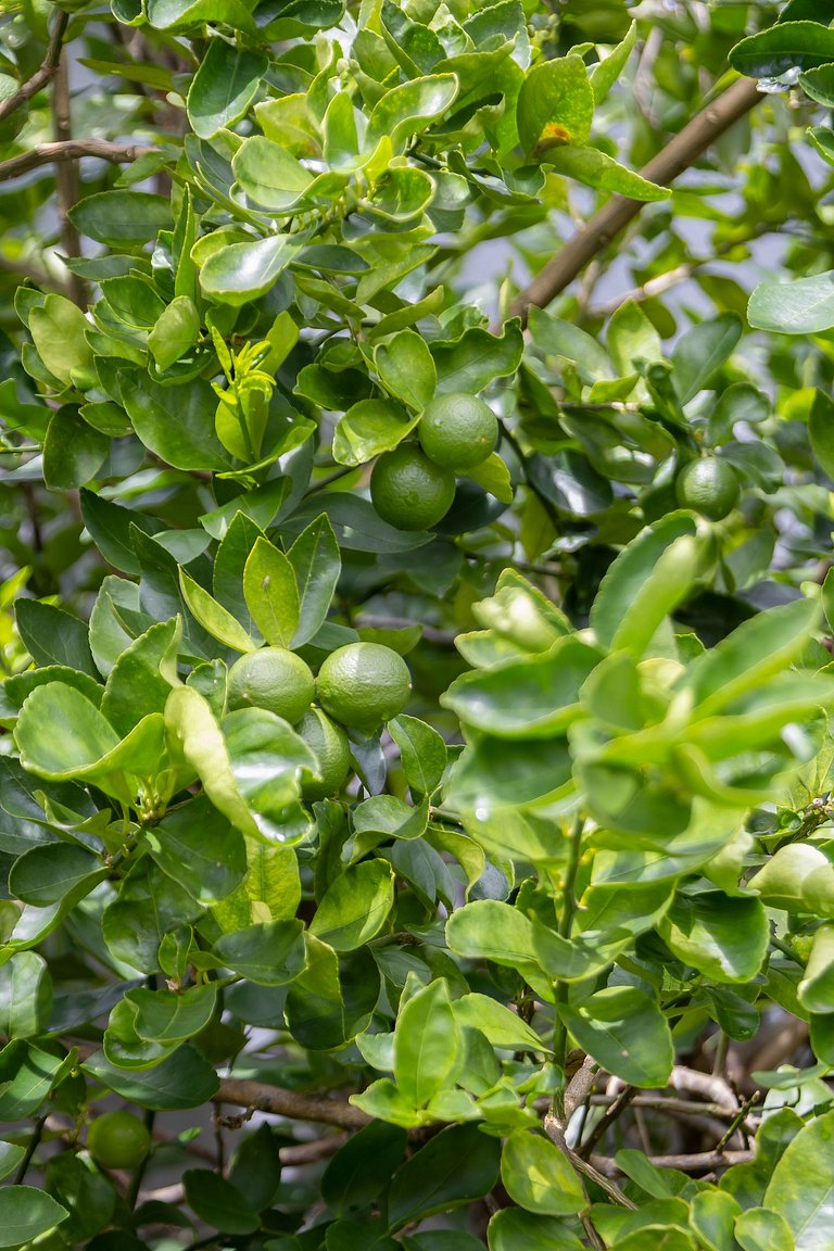 Casa a 180m da Praia de Boraceia | Piscina e Churrasqueira
