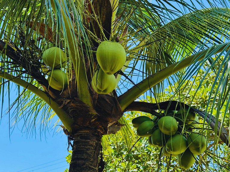 Casa ampla com jardim e 3 suítes em Novo Airão